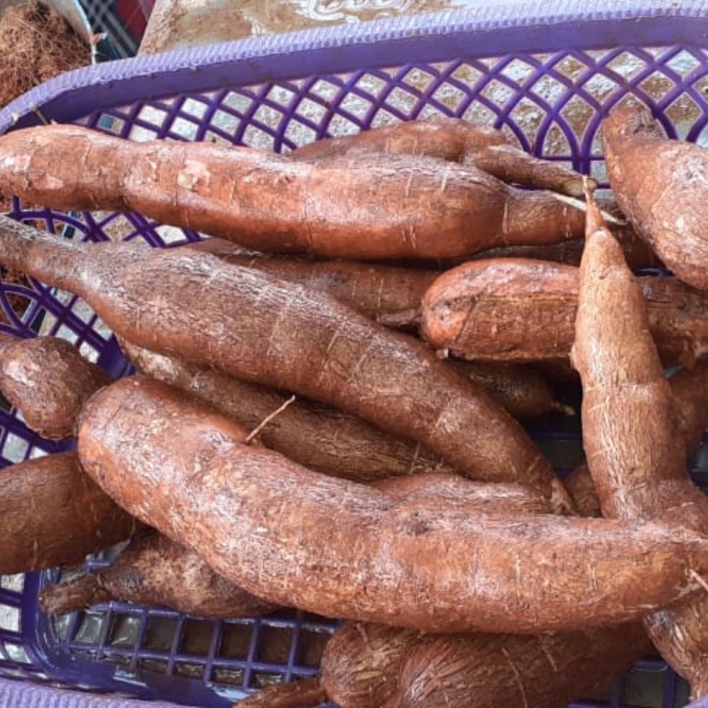 Fresh Tapioca (Manioc) for Export market 
